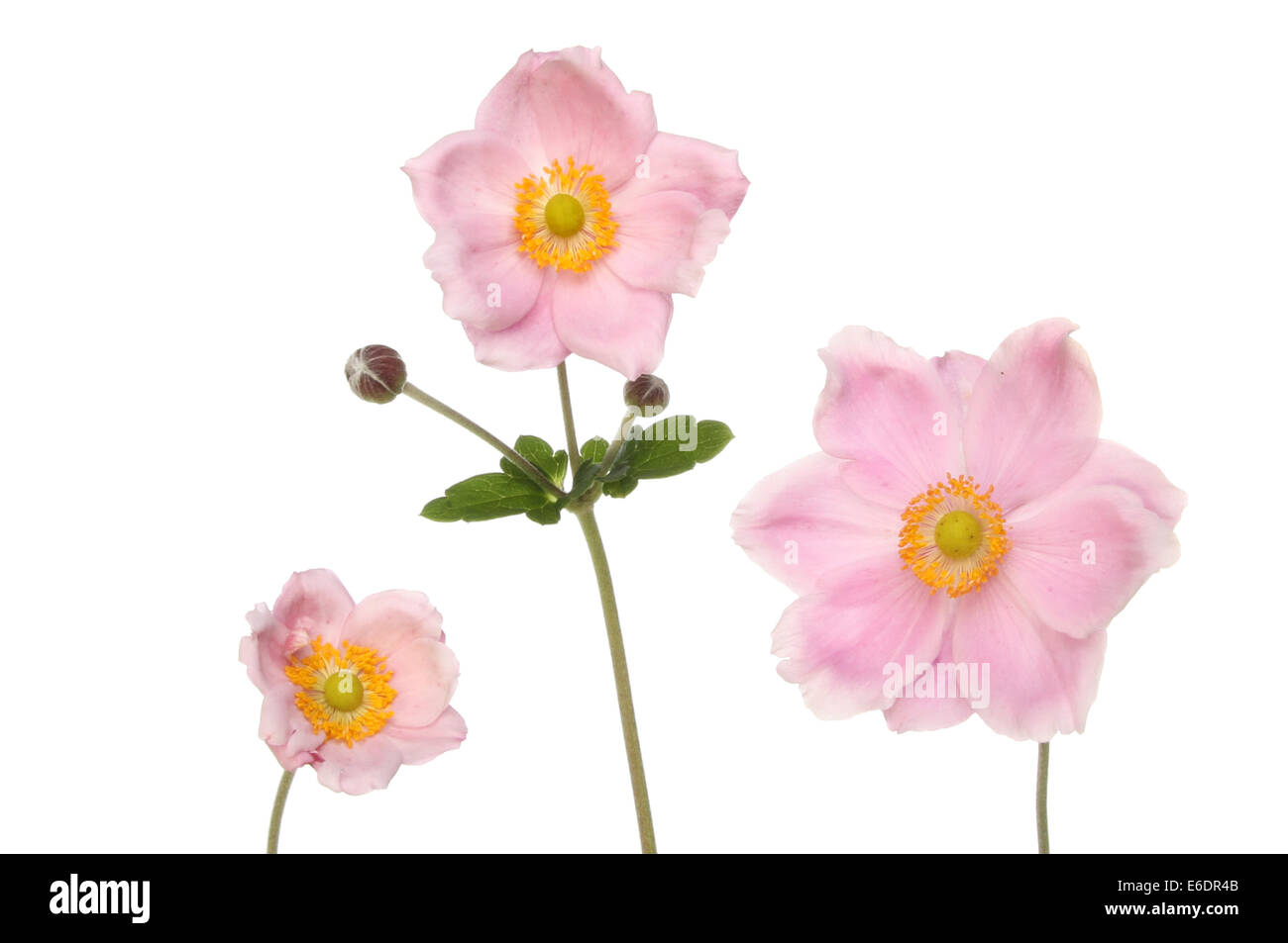 Three pastel pink anemone flowers isolated against white Stock Photo