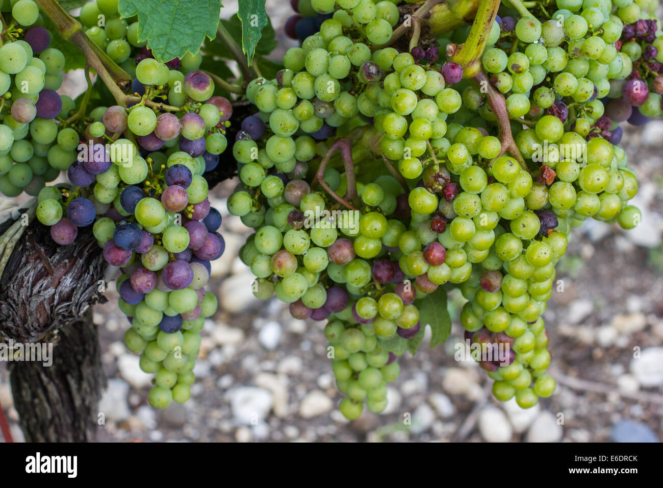 Merlot grapes. Stock Photo
