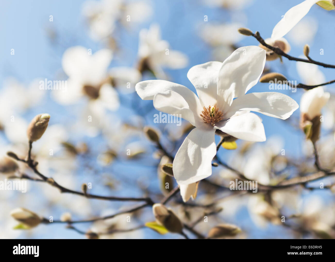 Magnolia tree in full flower bloom against blue sky Stock Photo