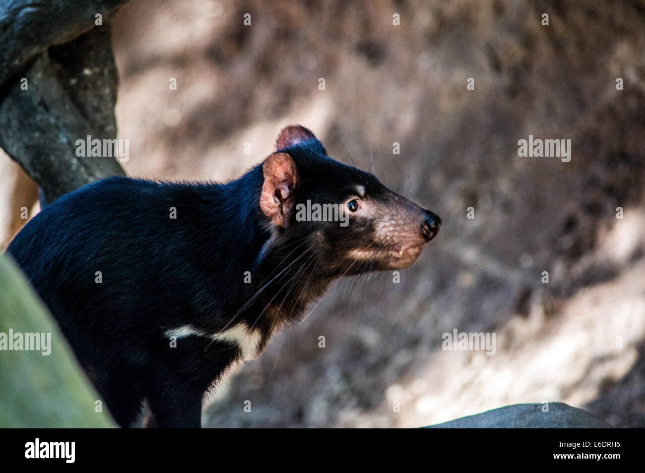 Tasmanian Devil Poking Head Out From The Wild Stock Photo