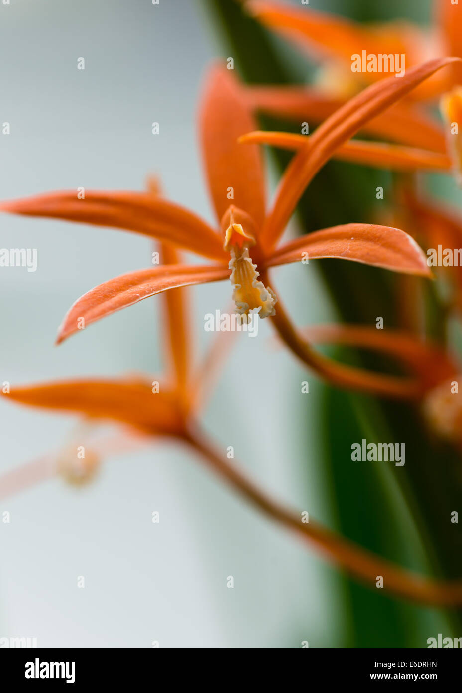 Laeliocattleya orange orchid natural background Stock Photo