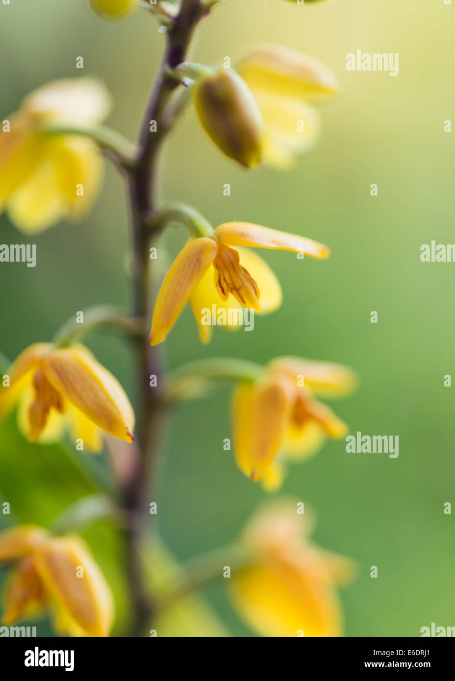Dendrochilum cobbianum small yellow orchid green background Stock Photo