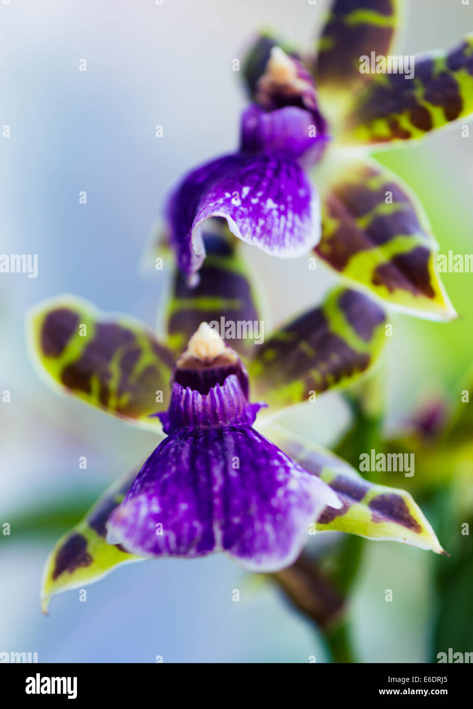 Zygopetalum orchid purple green brown flowers Stock Photo