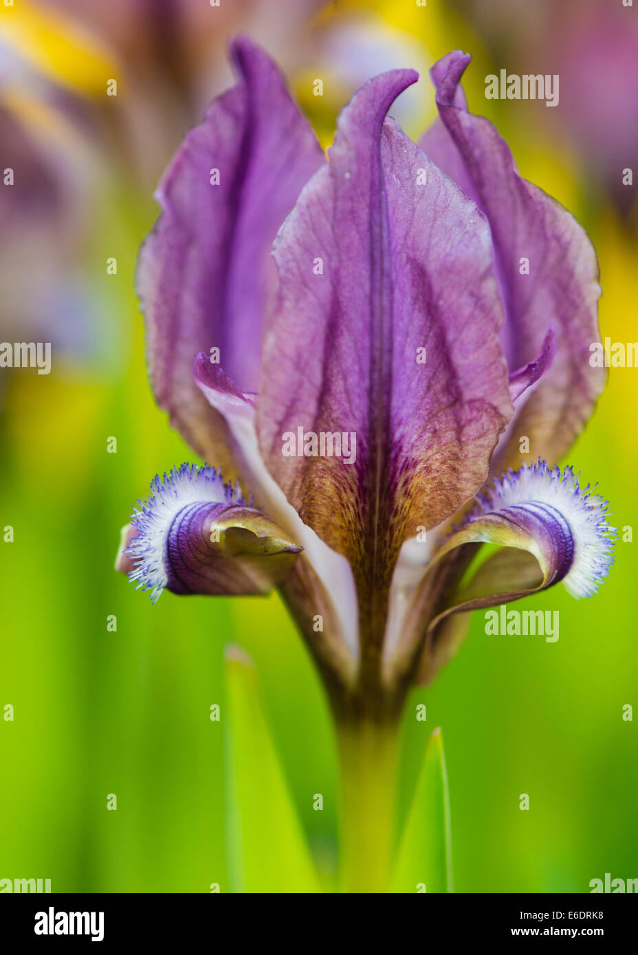 purple alpine iris flower macro with green background Stock Photo