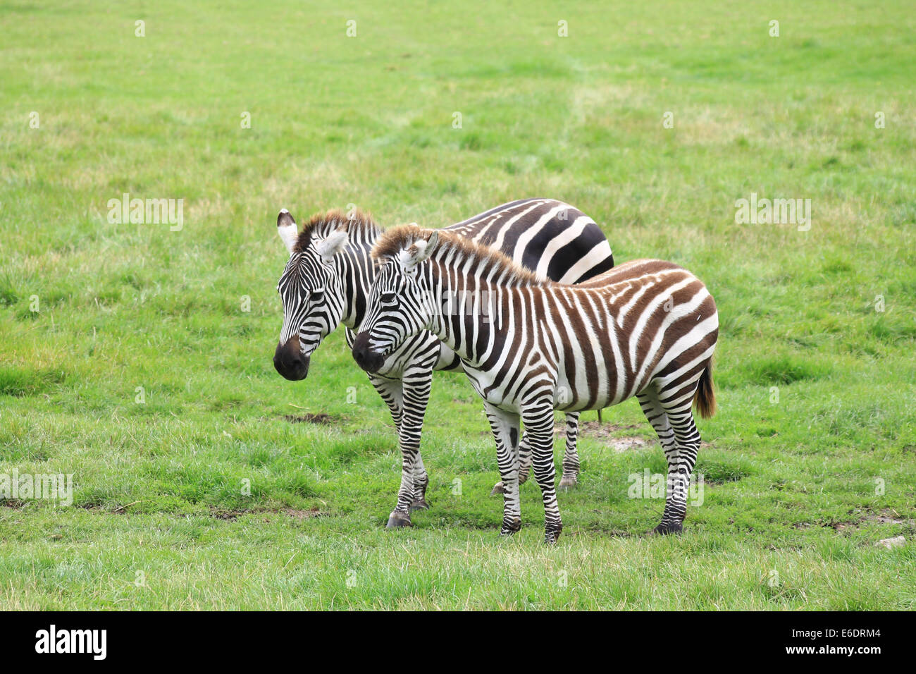 Two zebras stood together on a field of grass. Stock Photo