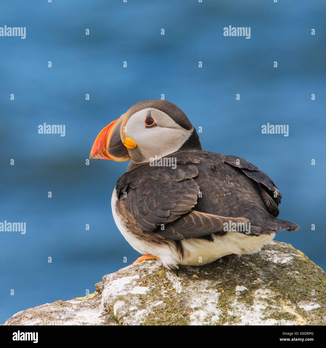 Puffin on cliff Stock Photo