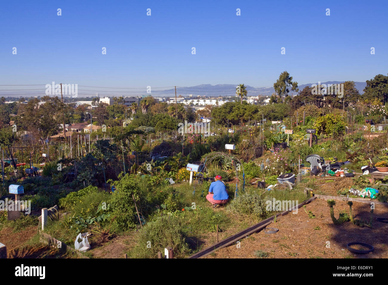 Ocean View Farms Community Garden, West Los Angeles, California, USA