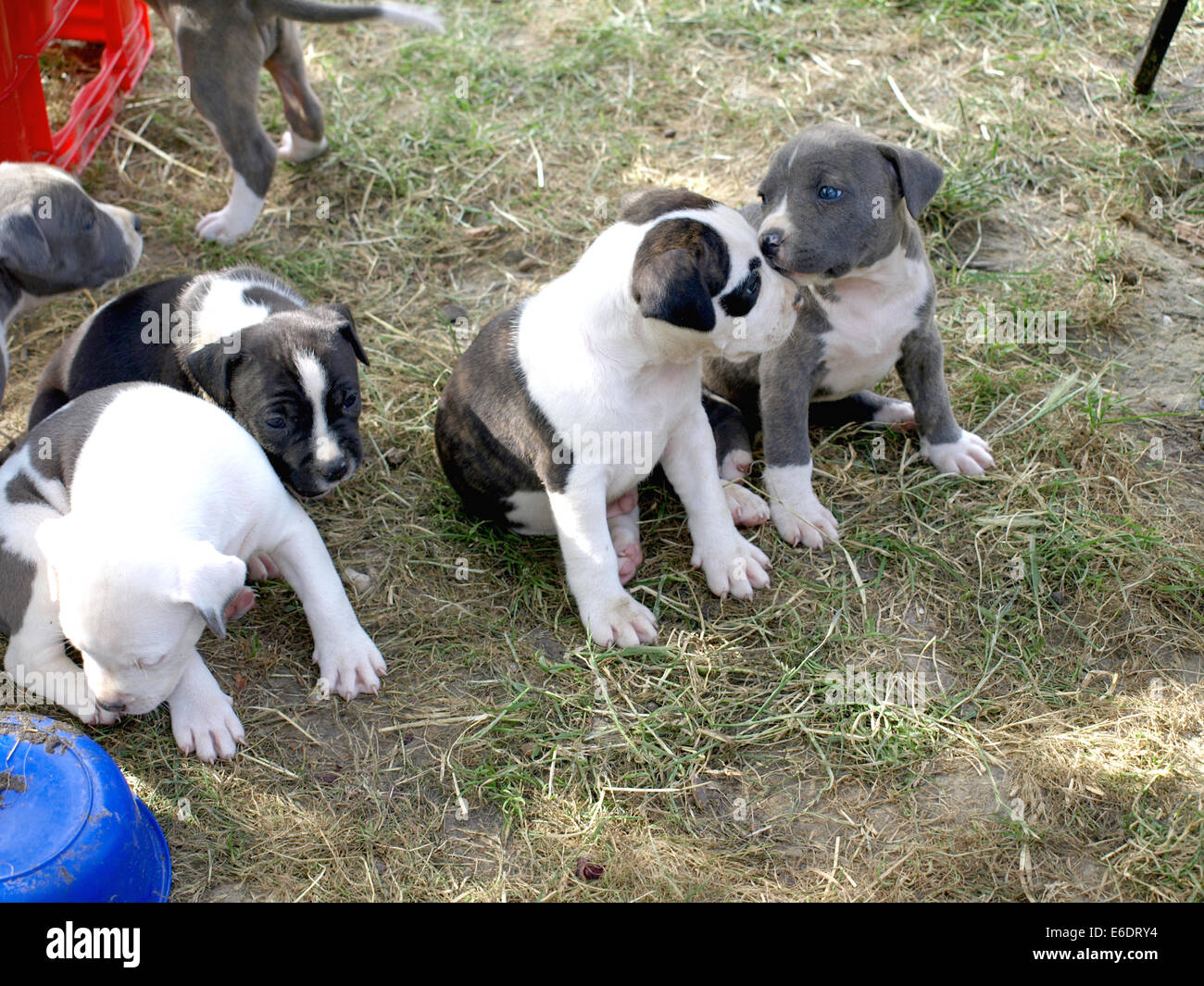 Very cute sisters and brother puppies stafford Stock Photo