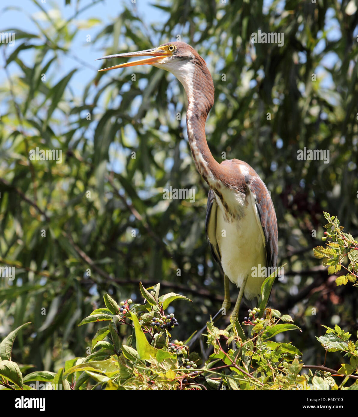 A young Tricolored heron perches in a nesting tree. Stock Photo