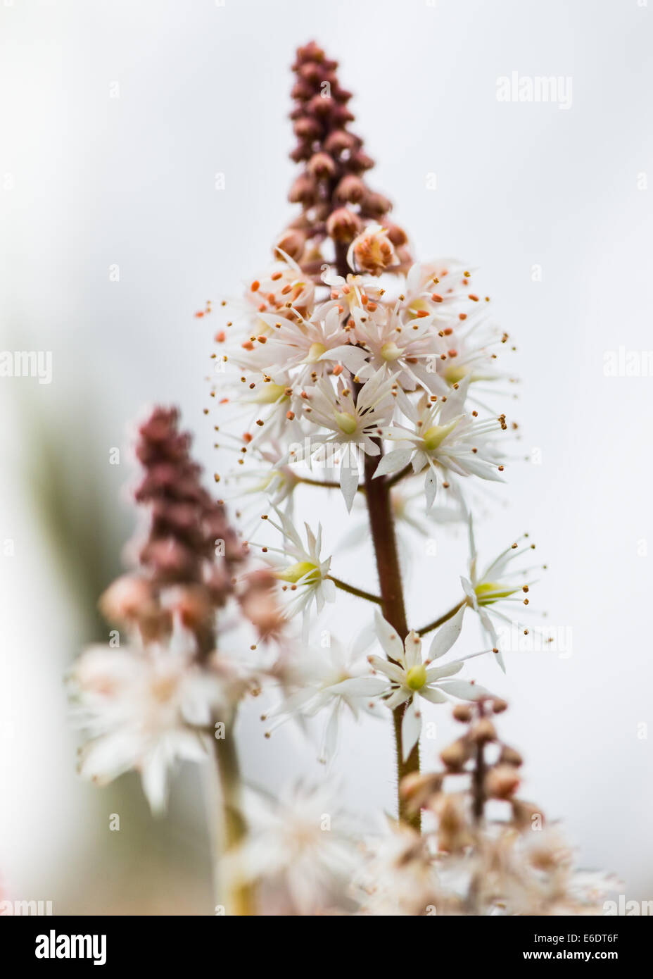 Lachenalia flower spike white and pink soft background macro Stock Photo