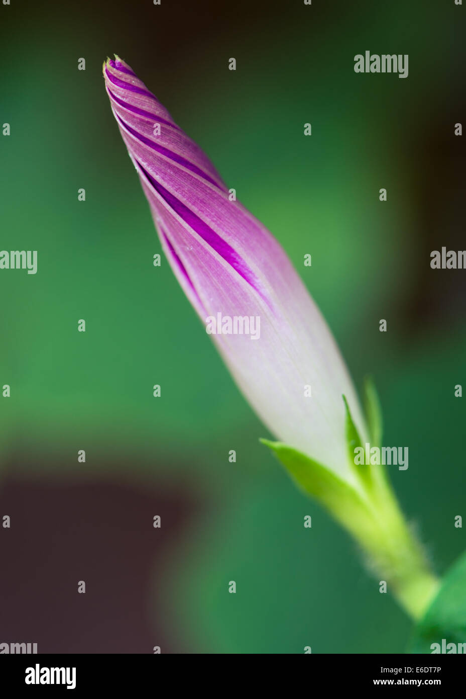 Morning Glory Summer Flower ipomoea purple green Stock Photo