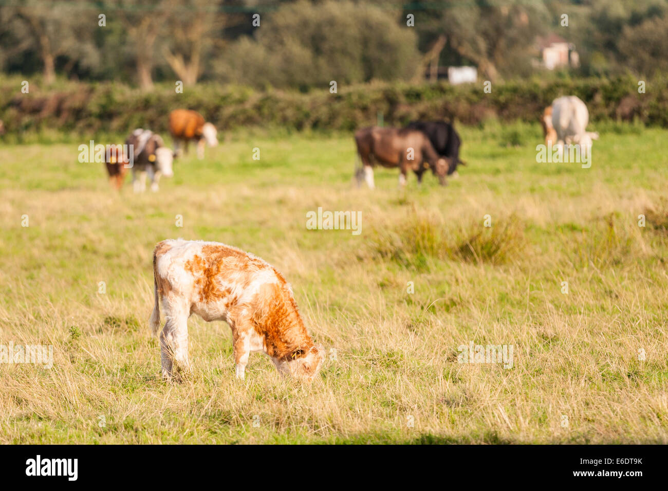 A calf in a field of cows in the Uk Stock Photo
