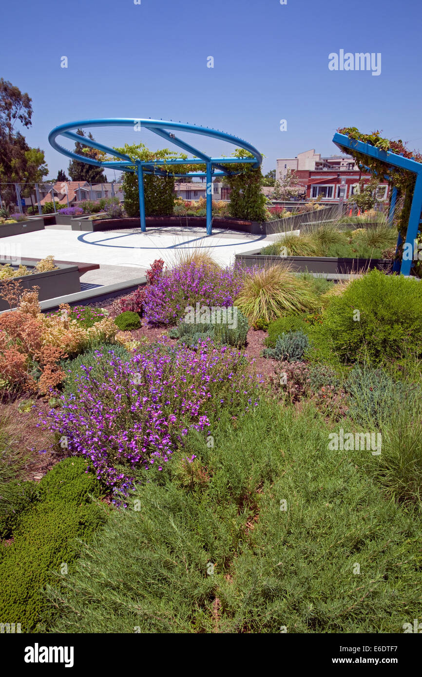 Drought tolerant green roof garden at the LEEDS-certified Council District 9 Neighborhood City Hall, LA, CA, USA. Stock Photo