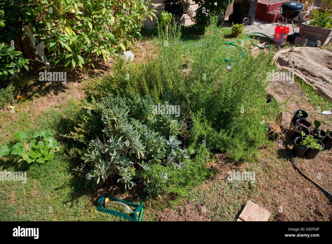 Herb Spiral in backyard garden at the We Can Foundation Community