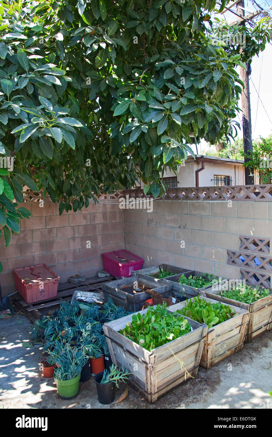 Greens in planters make use of shady tree. The We Can Foundation