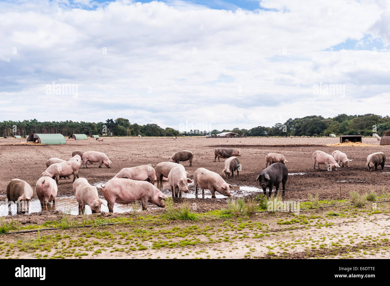 Some pigs wallowing in mud in a field in Cove Hithe , Suffolk , England , Britain , Uk Stock Photo