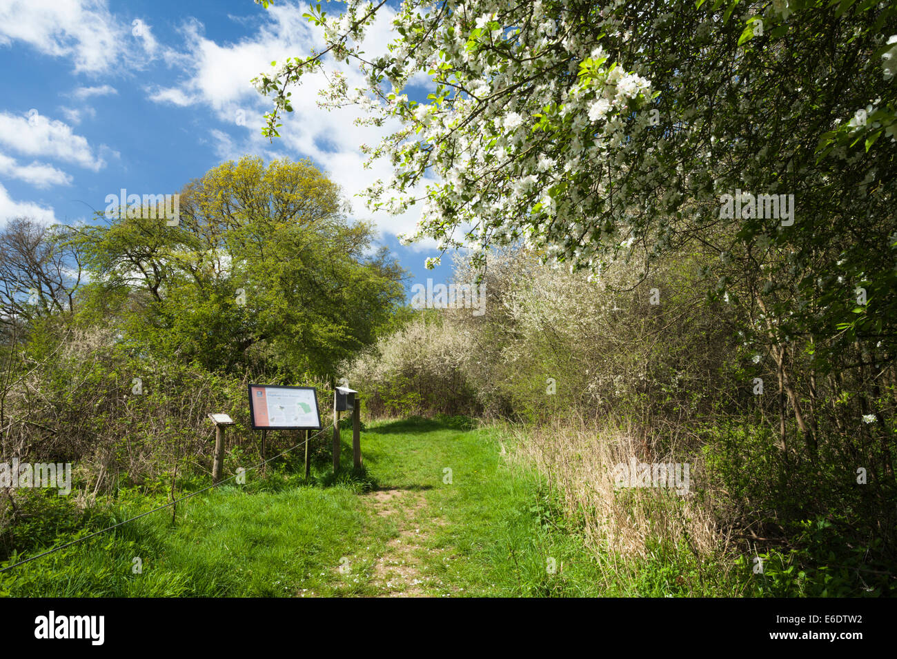 The entrance to Glapthorn Cow Pastures nature reserve with flowering crab apple tree and blackthorn scrub habitat in east Northamptonshire, England. Stock Photo