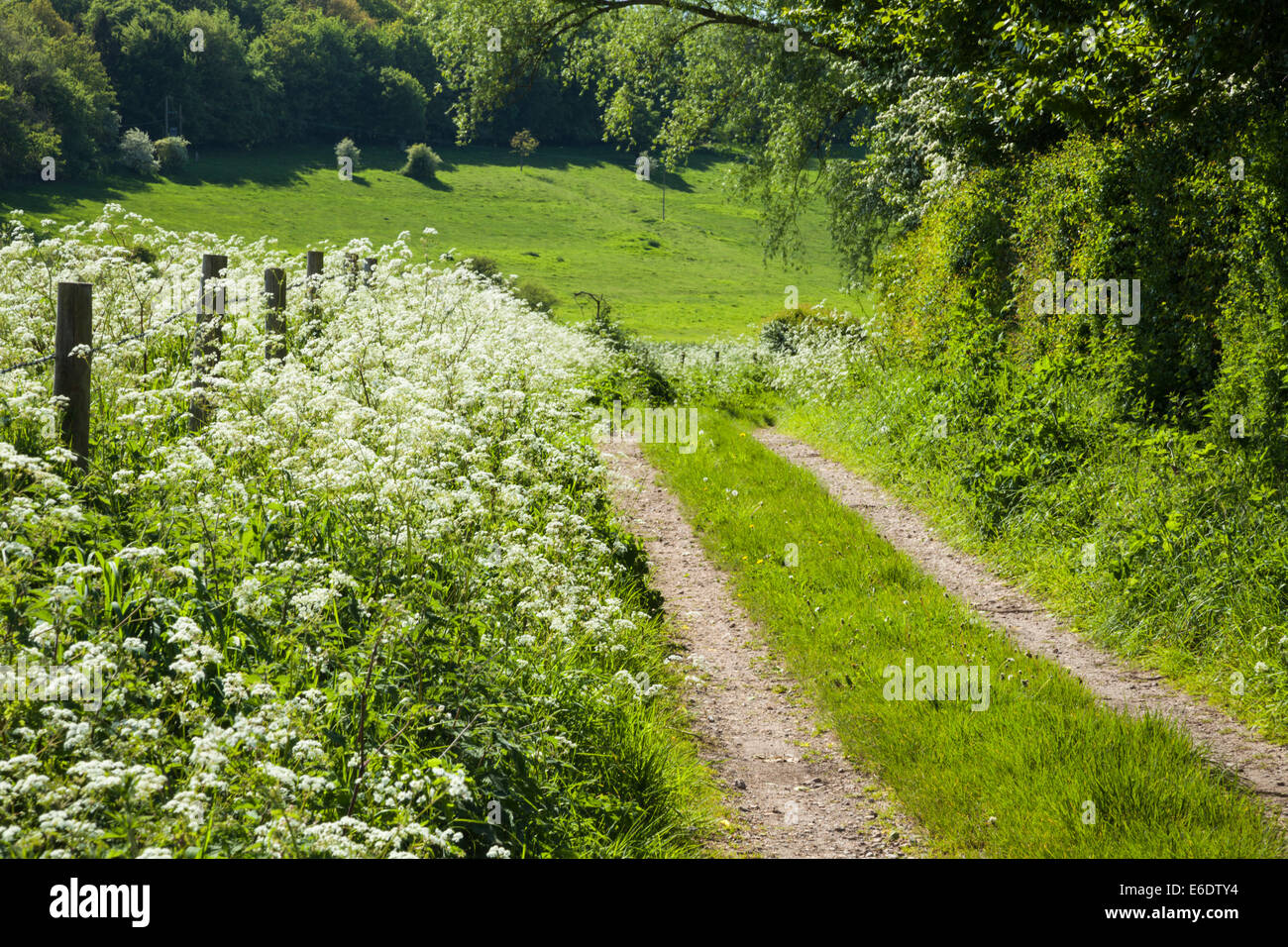 Spring Hedgerows An ancient Byway winds its way beside a spring hedgerow near the ...