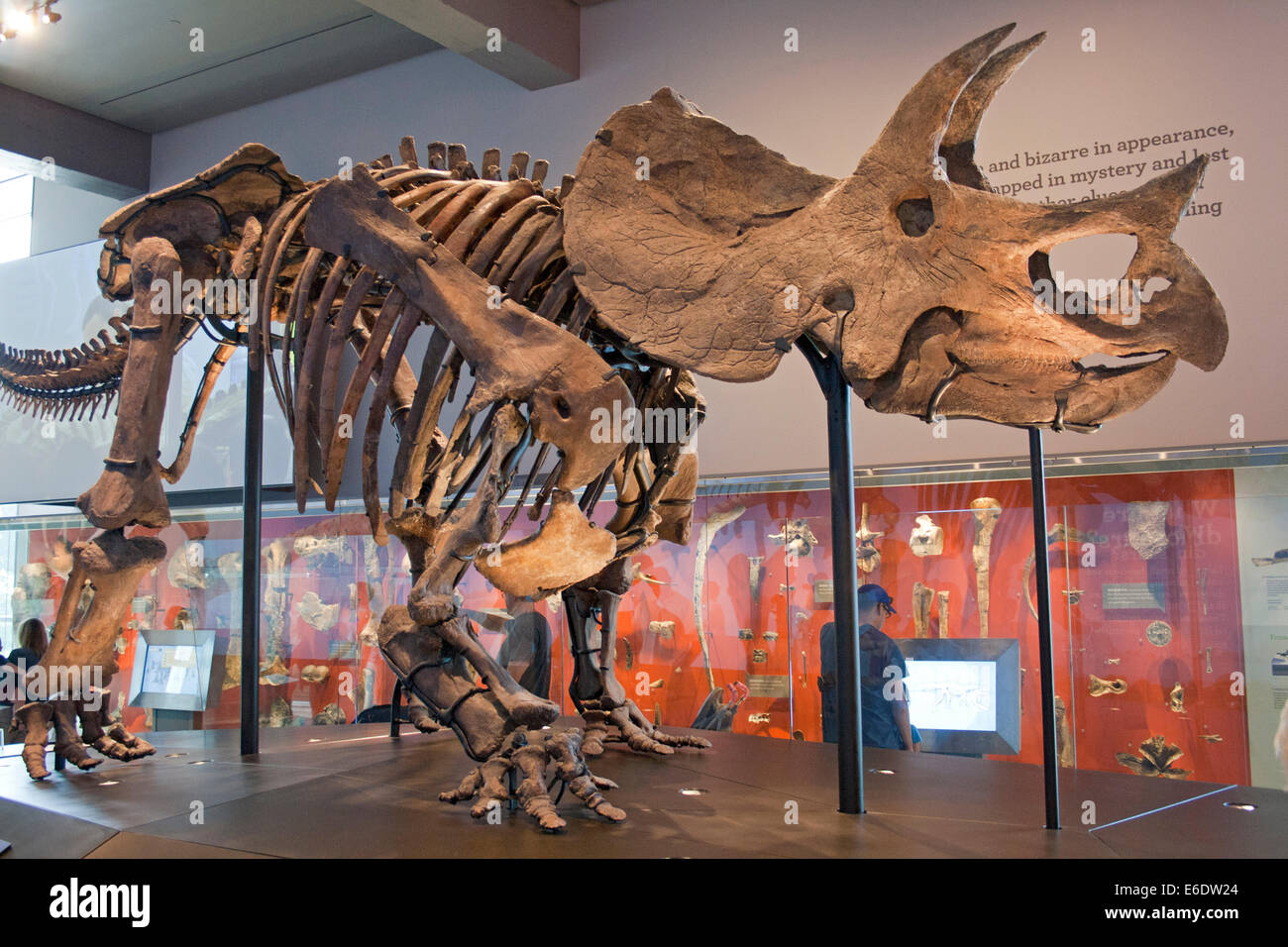 Triceratops Dinosaur Hall Natural History Museum Los Angeles natural-history-museum-of-los-angeles-county-review-tips-travel