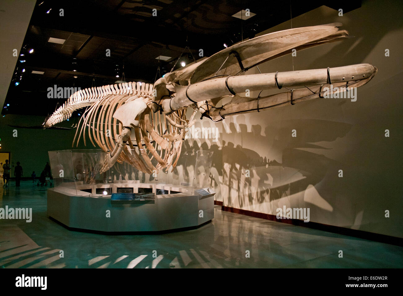 Fin Whale Natural History Museum Los Angeles California Usa Stock Photo Alamy