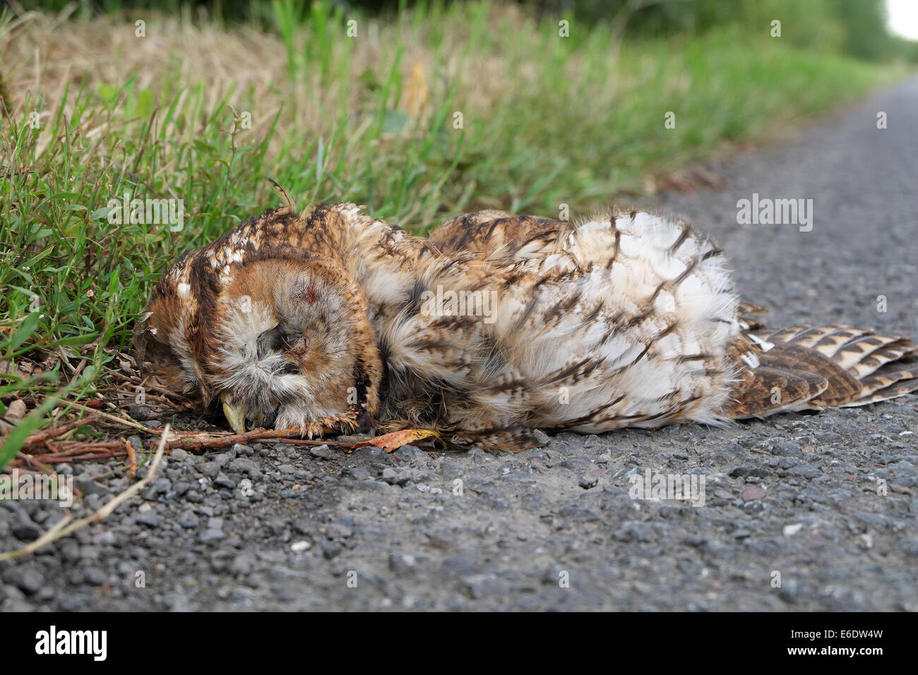 Dead owl hires stock photography and images Alamy