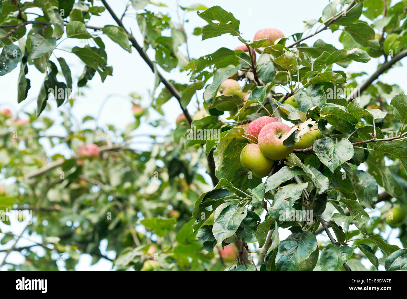 ripe apples on tree branches in fruit orchard Stock Photo - Alamy