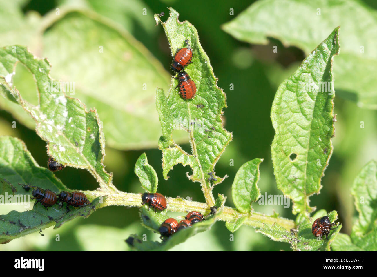potato bug larva in potatoes leaves in garden Stock Photo Alamy