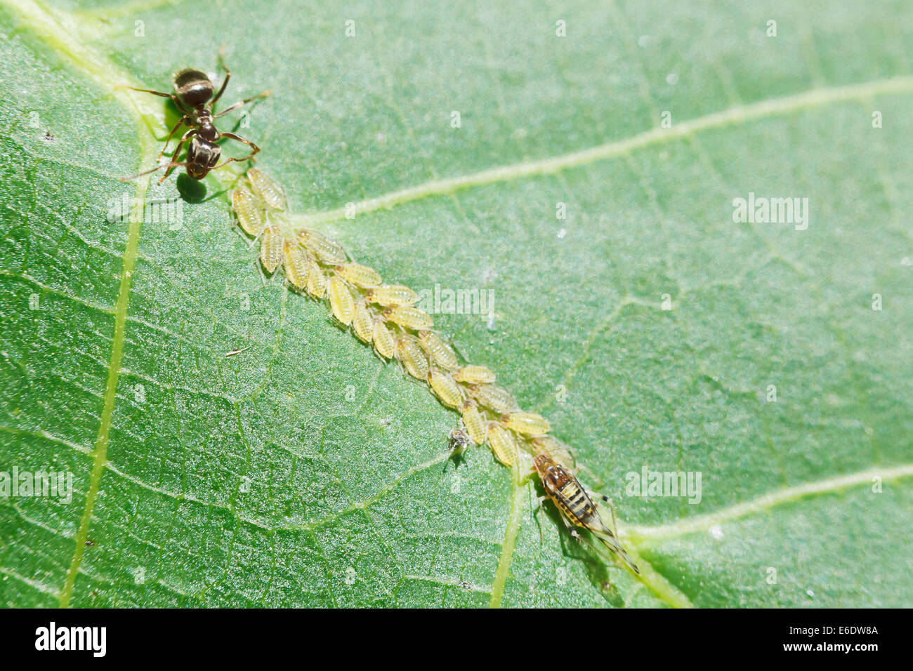 ant grazing aphids herd on leaf of walnut tree close up Stock Photo