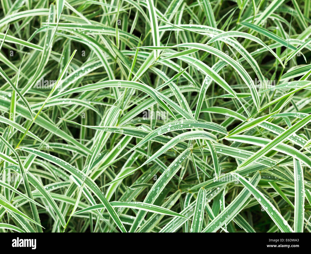 natural background from wet green leaves of carex morrowii variegata decorative grass after rain Stock Photo
