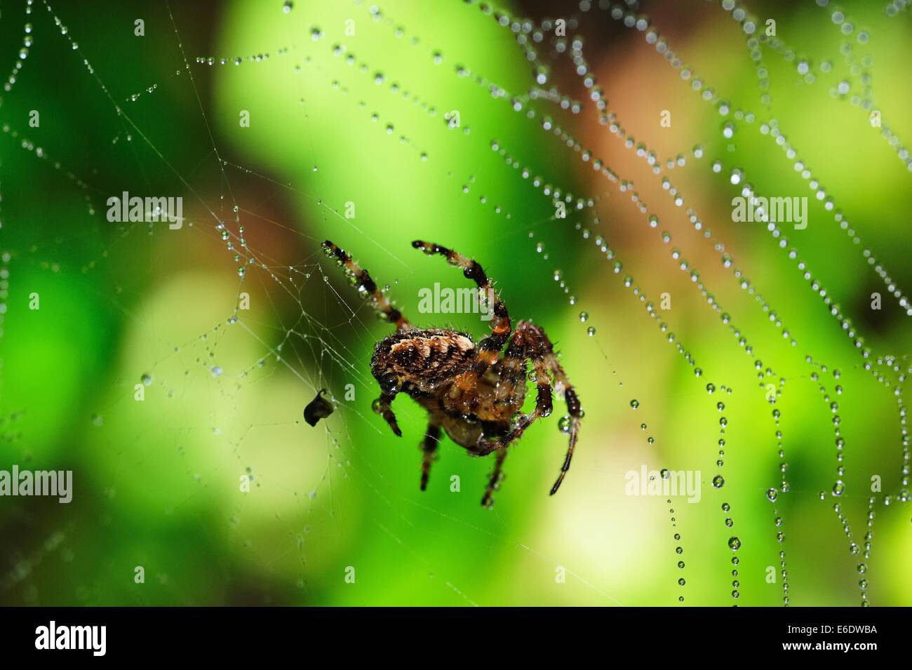 Spider on a Water droplet Web Stock Photo