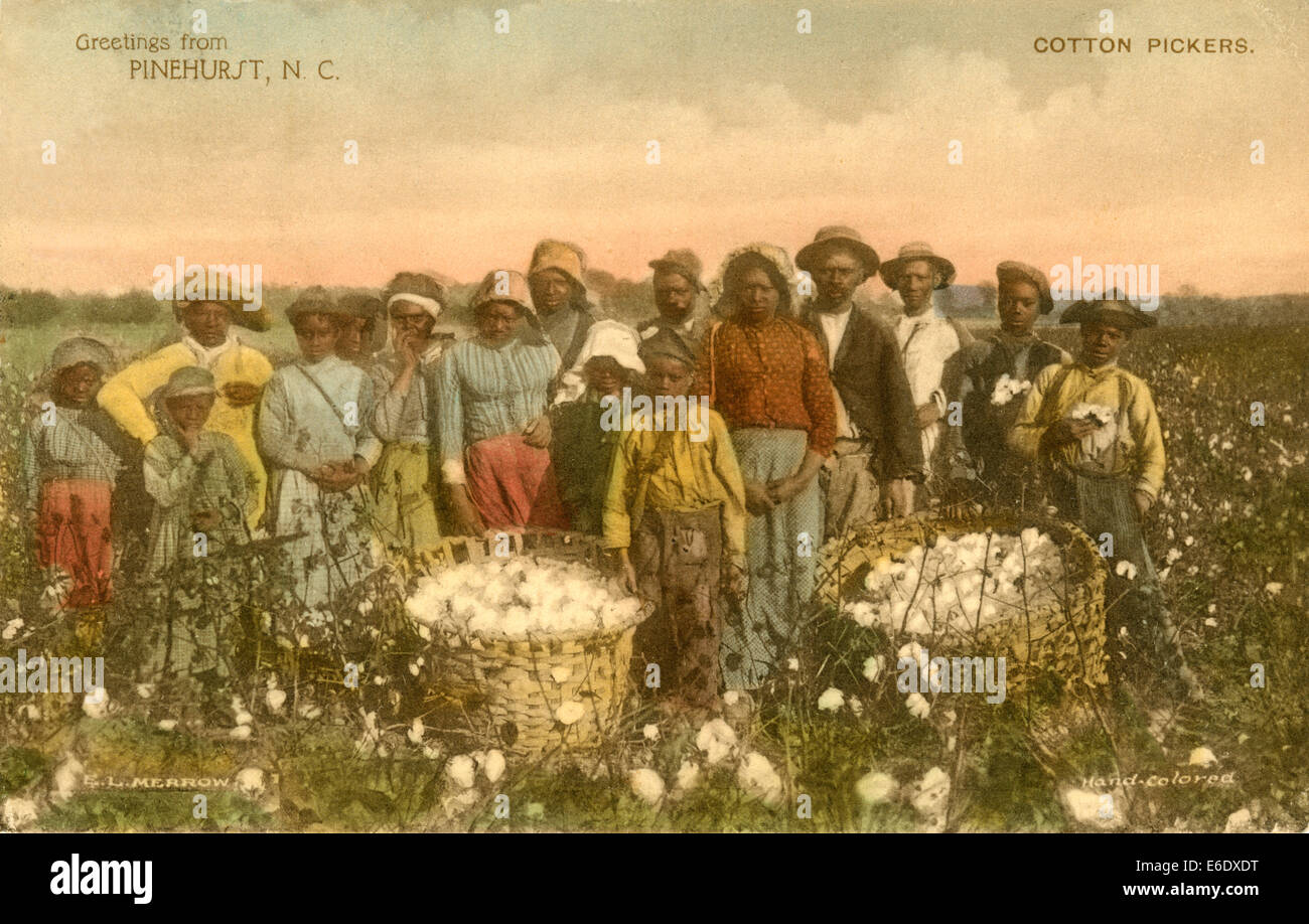Group of AfricanAmerican Cotton Pickers in Field, Portrait, Pinehurst