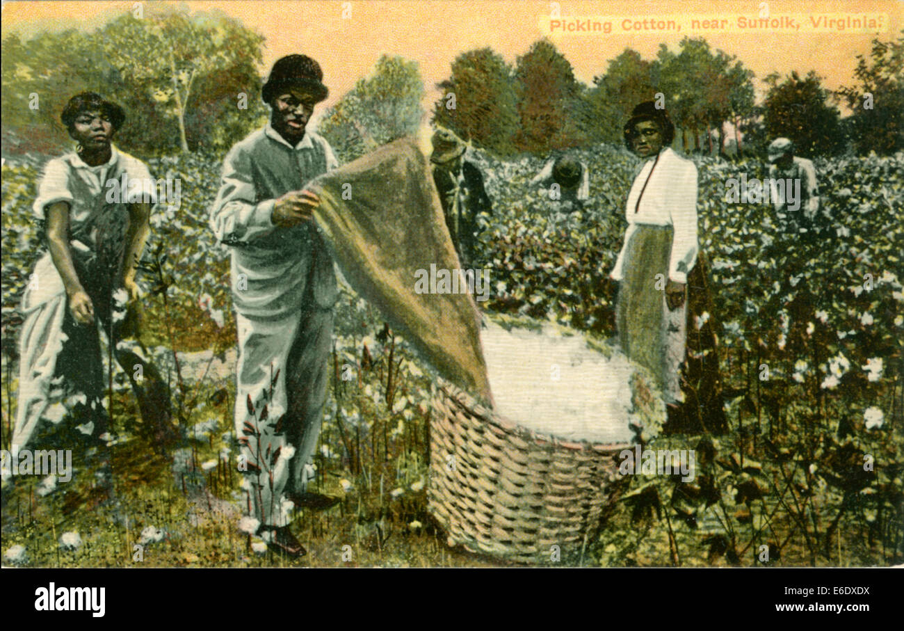 Group of AfricanAmerican Cotton Pickers in Field, Portrait, near Suffolk, Virginia, USA, Hand