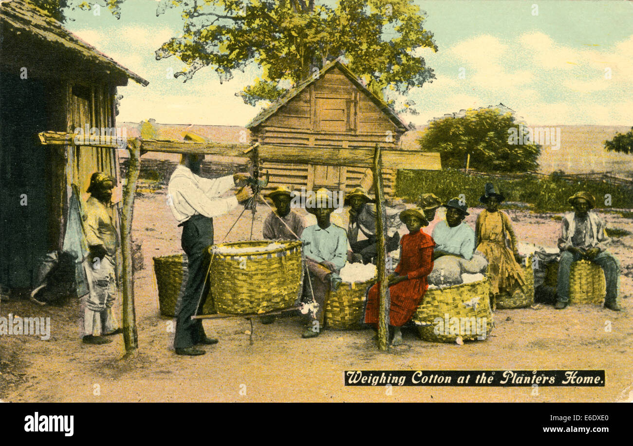 Weighing Cotton at the Planter's Home, USA, HandColored Postcard, circa 1910 Stock Photo Alamy