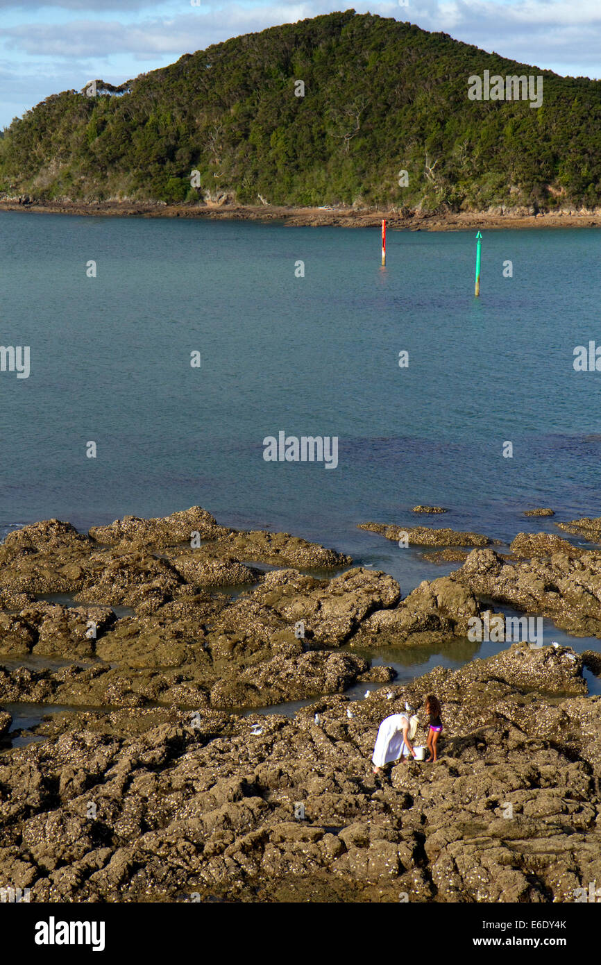 Collecting mussels hires stock photography and images Alamy