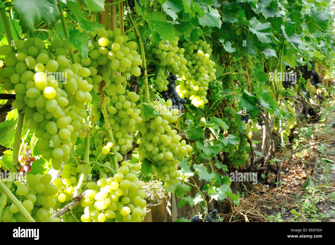 row of blue and green grape full of ripe fruits Stock Photo