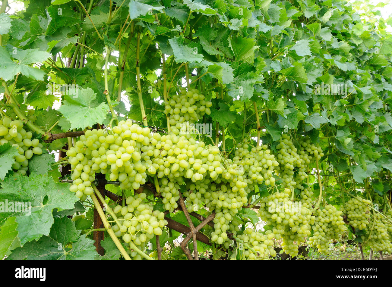 green grapes in a row under lush Stock Photo