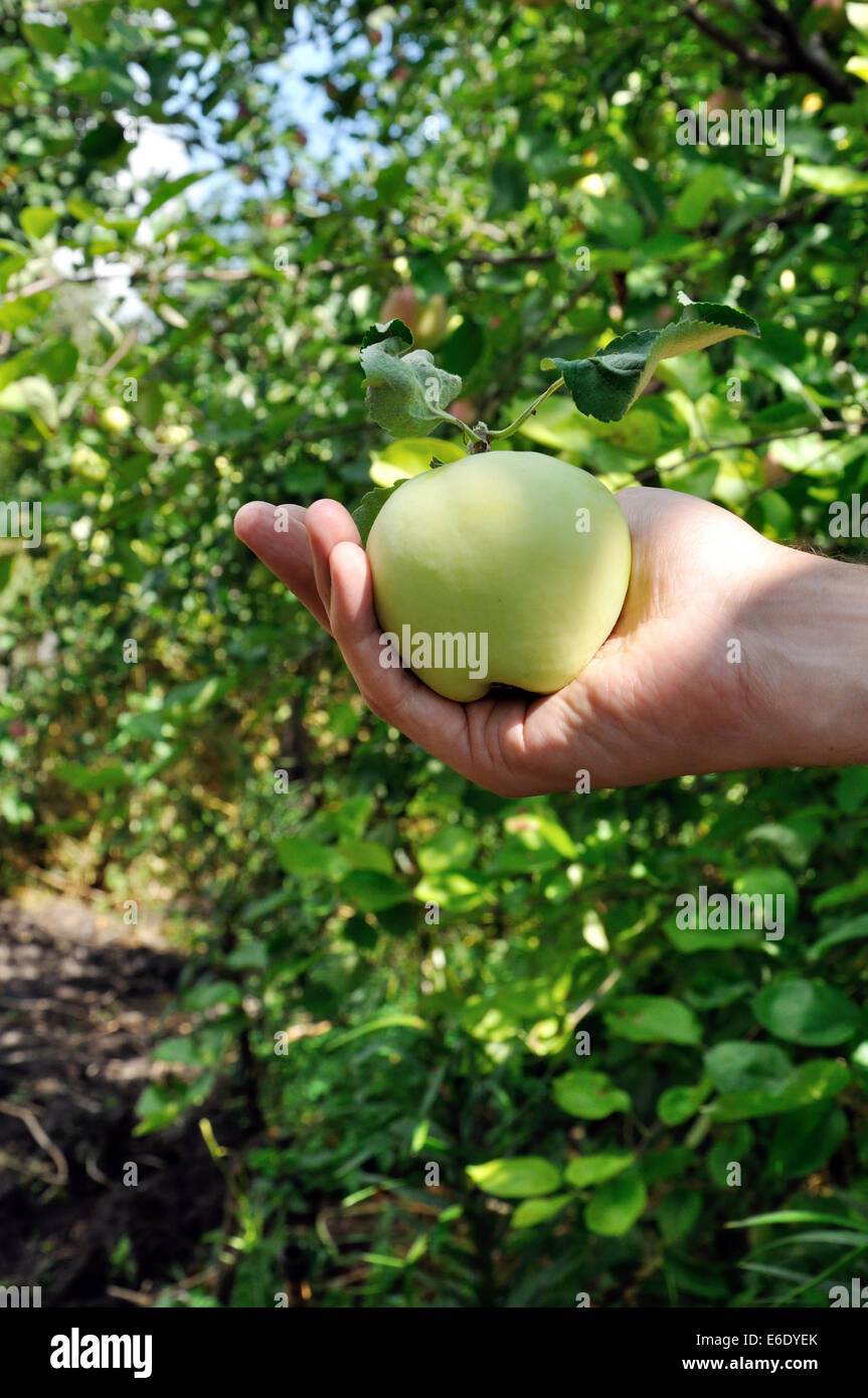 Green apple with leaves in a man's arm Stock Photo