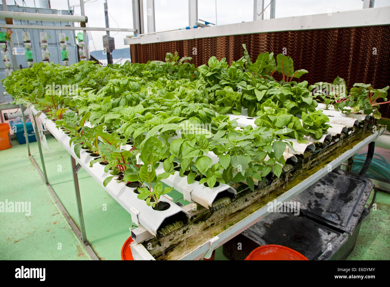 nutrient film technique is a recirculating hydroponics