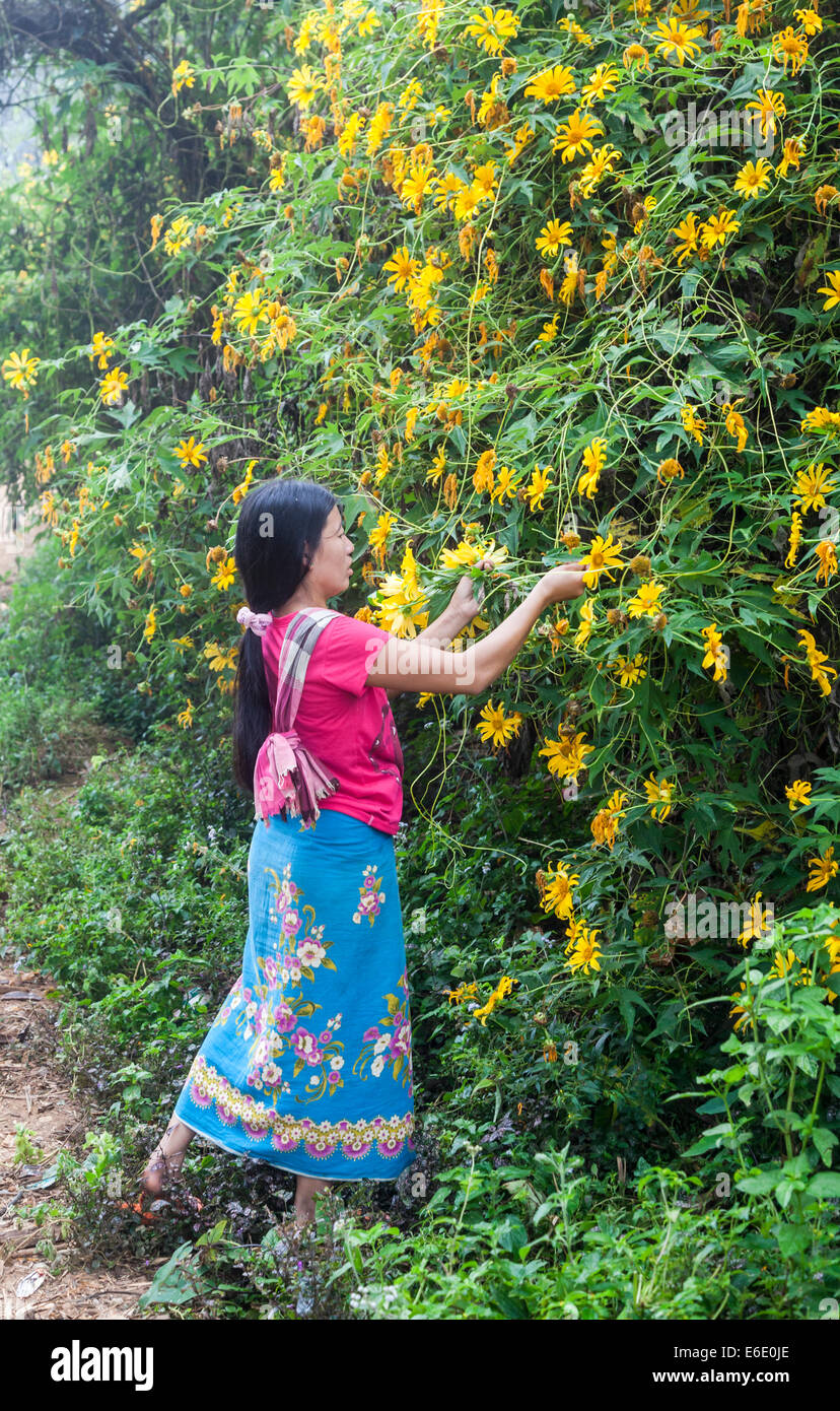 Attractive colorfully dressed Lahu villager picking yellow flowers in