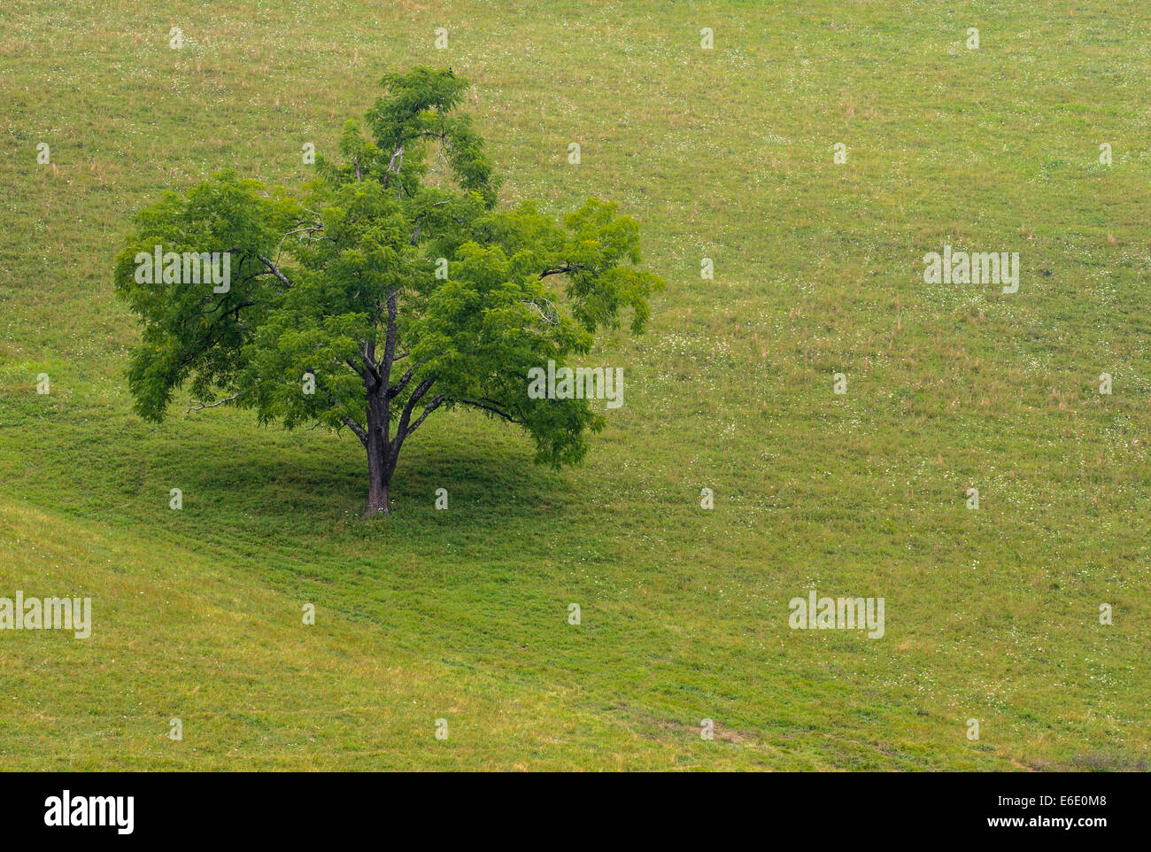 One tree stands alone in the middle of a hilly field Stock Photo