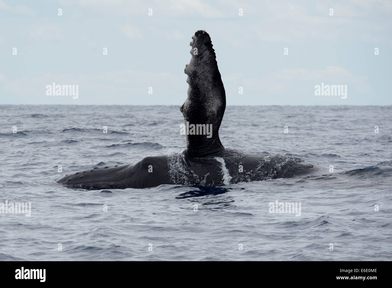 Humpback Whale Calf (Megaptera novaeangliae) surfacing with left flipper raised. Azores, Atlantic Ocean. Stock Photo