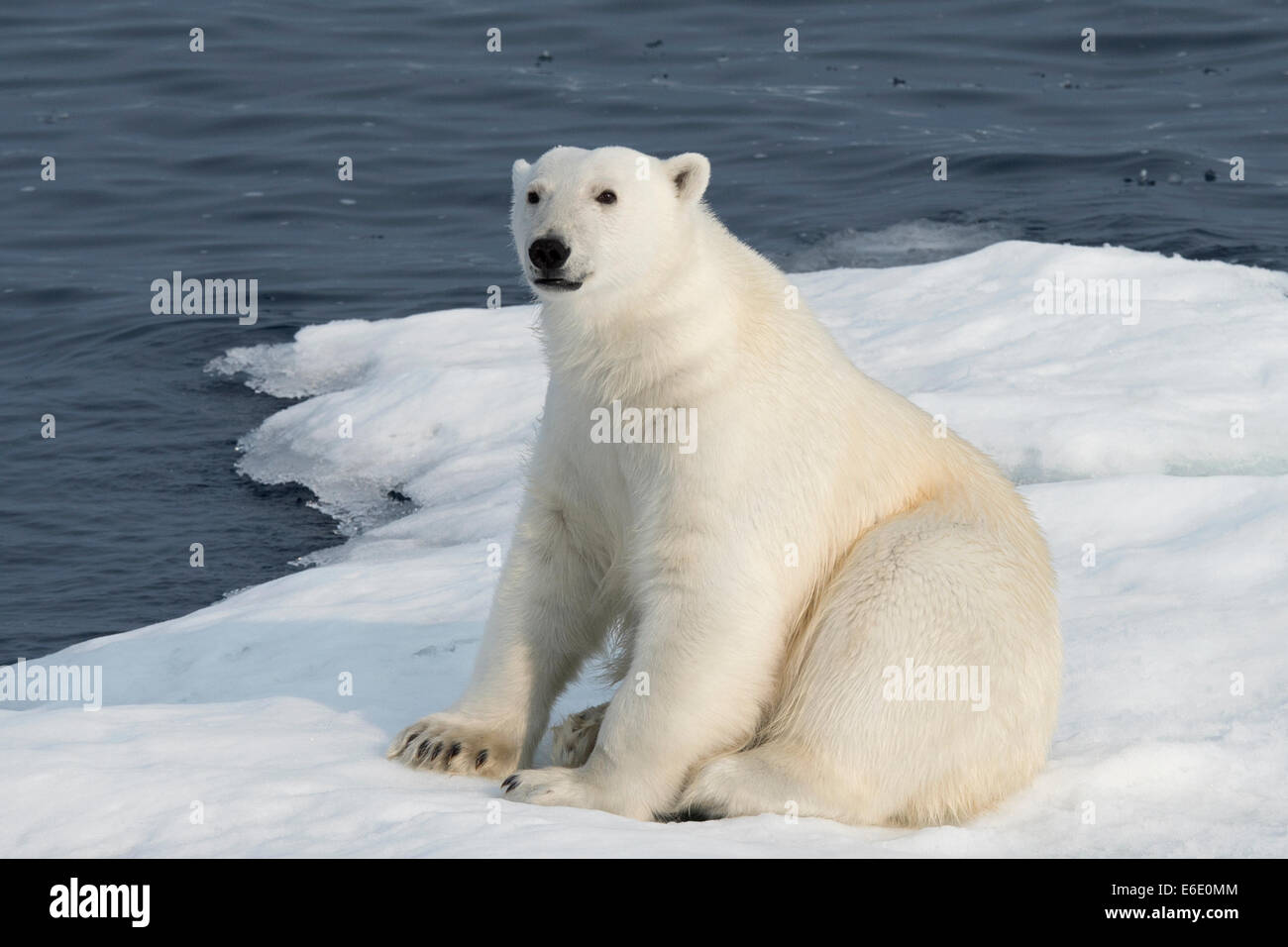 Male Polar Bear, Ursus maritimus, sitting on an iceberg, Baffin Island, Canadian Arctic. Stock Photo