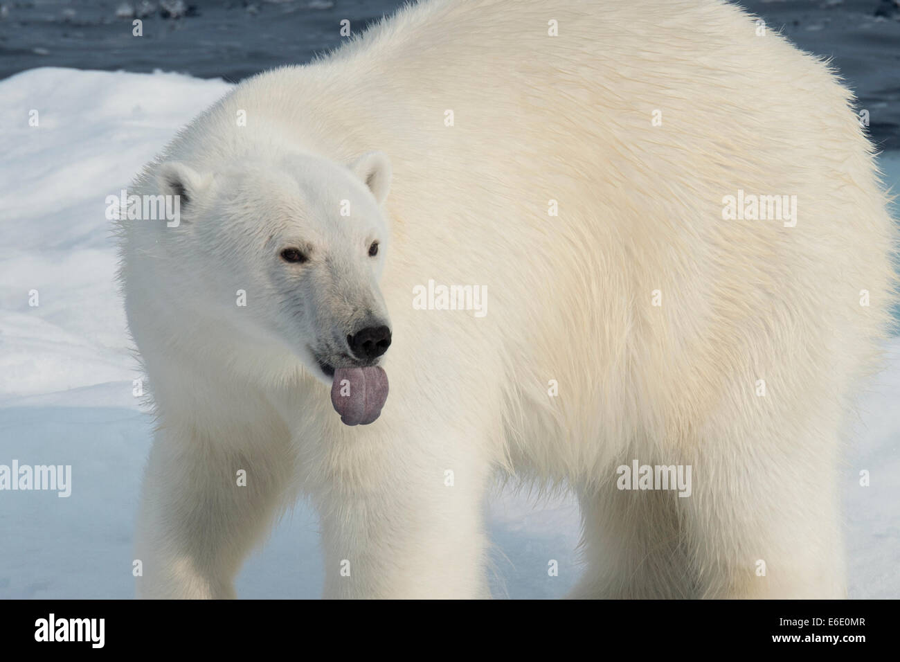 Male Polar Bear, Ursus maritimus, with tongue sticking out, on an iceberg, Baffin Island, Canadian Arctic. Stock Photo