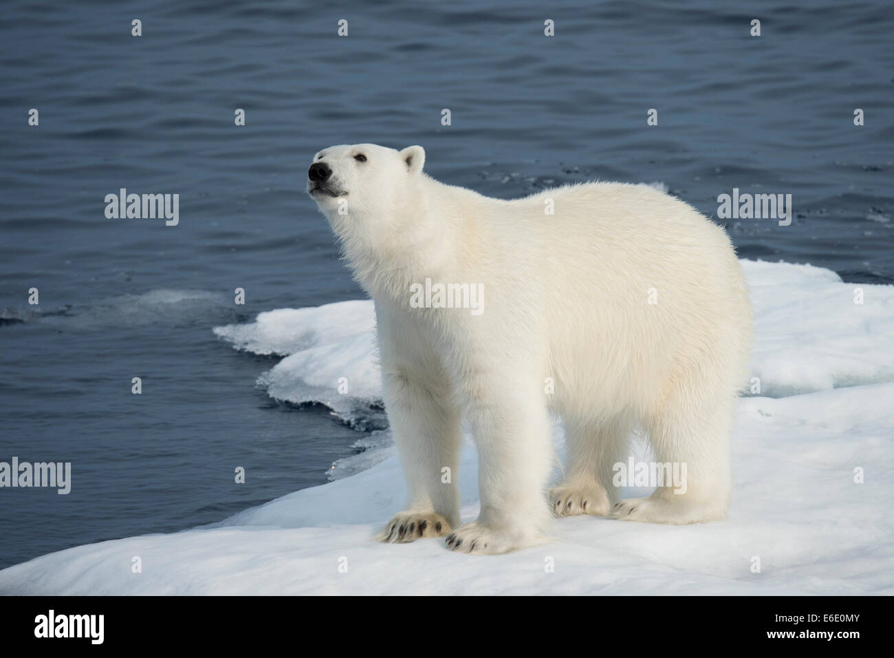 Male Polar Bear, Ursus maritimus, sniffing the air on an iceberg, Baffin Island, Canadian Arctic. Stock Photo