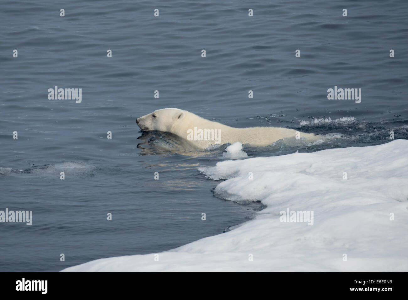 Male Polar Bear, Ursus maritimus, swimming next to an iceberg, Baffin Island, Canadian Arctic. Stock Photo