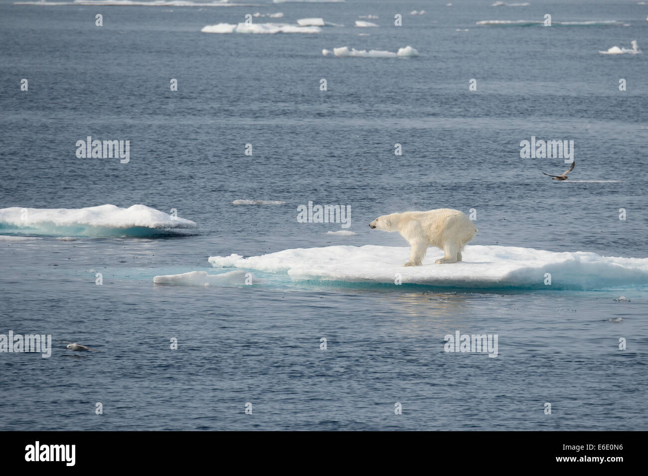 Male Polar Bear, Ursus maritimus, shaking on an iceberg to dry its fur, Baffin Island, Canadian Arctic. Stock Photo