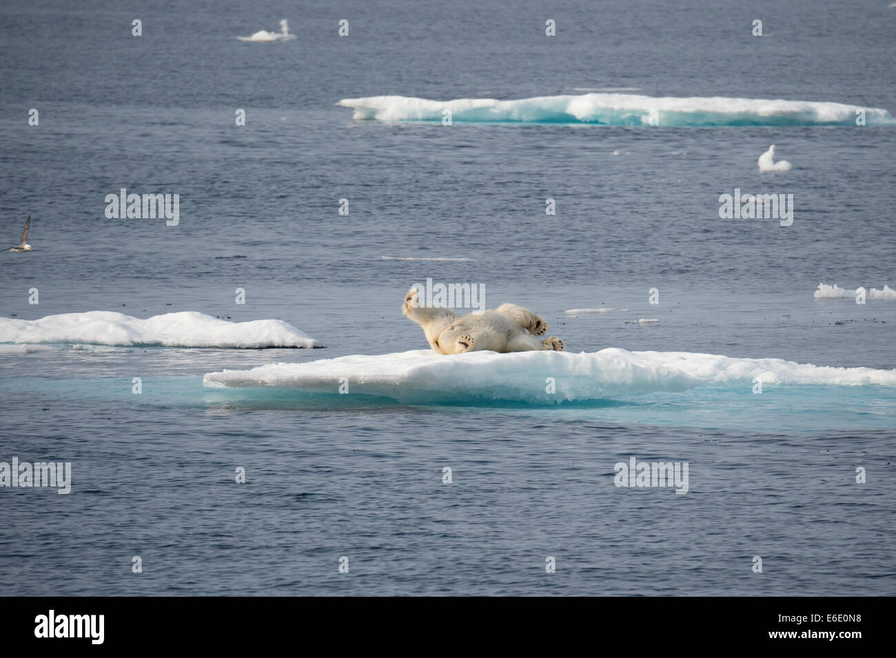 Male Polar Bear, Ursus maritimus, rolling on an iceberg to dry its fur, Baffin Island, Canadian Arctic. Stock Photo