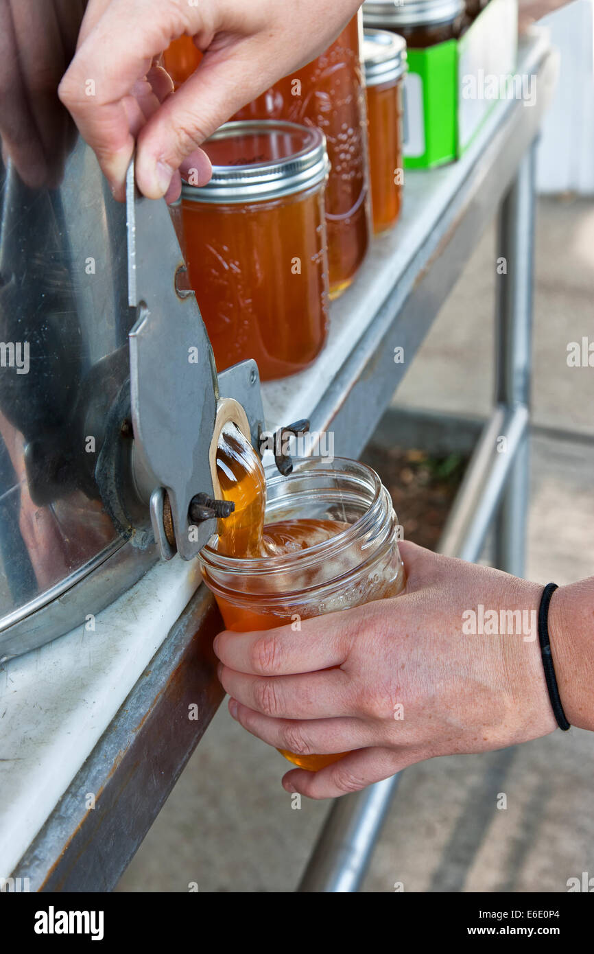 Honey from peach blossom, filling pint jar. Stock Photo