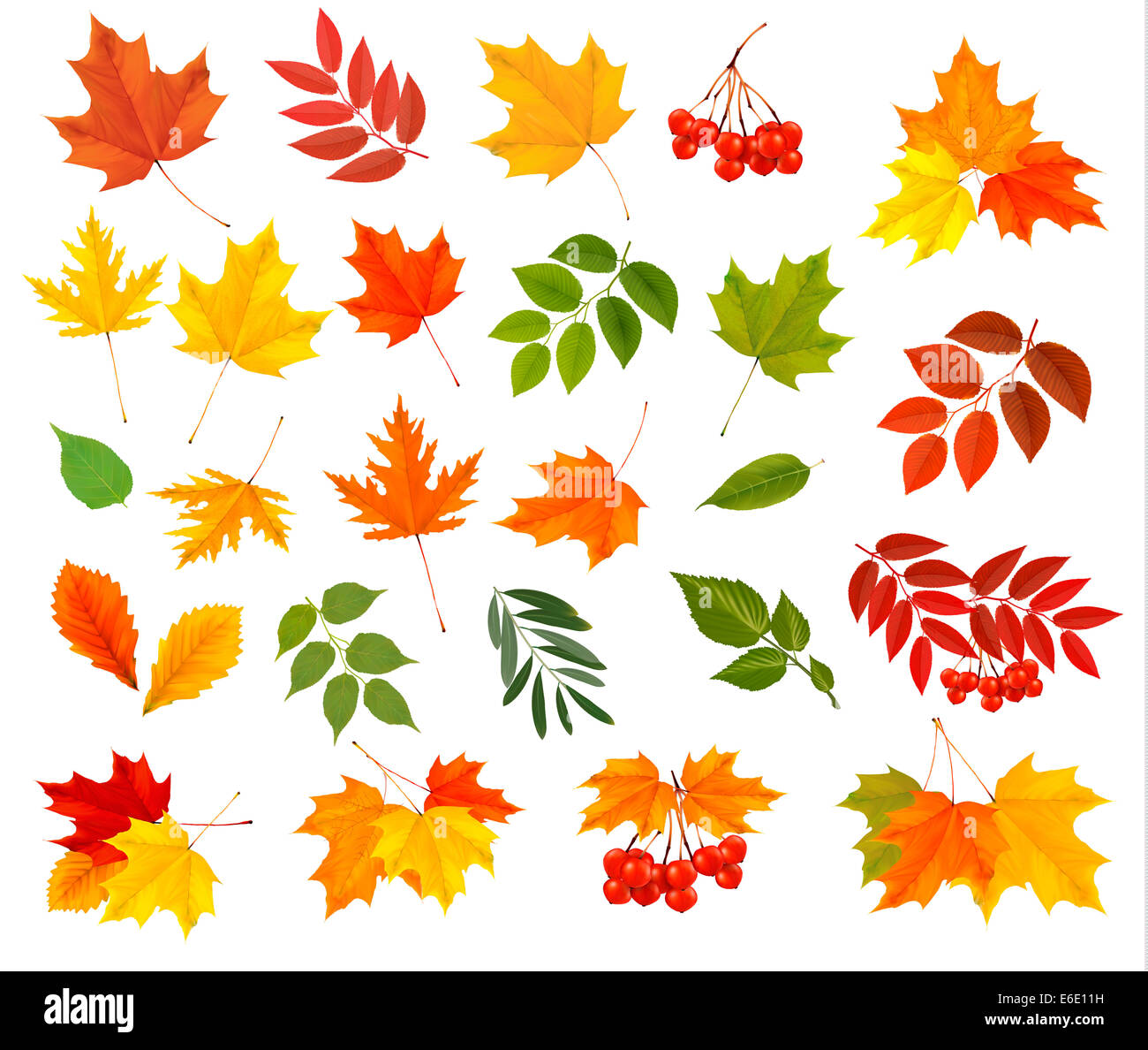 Leaves vector set in hi-res stock photography and images - Alamy