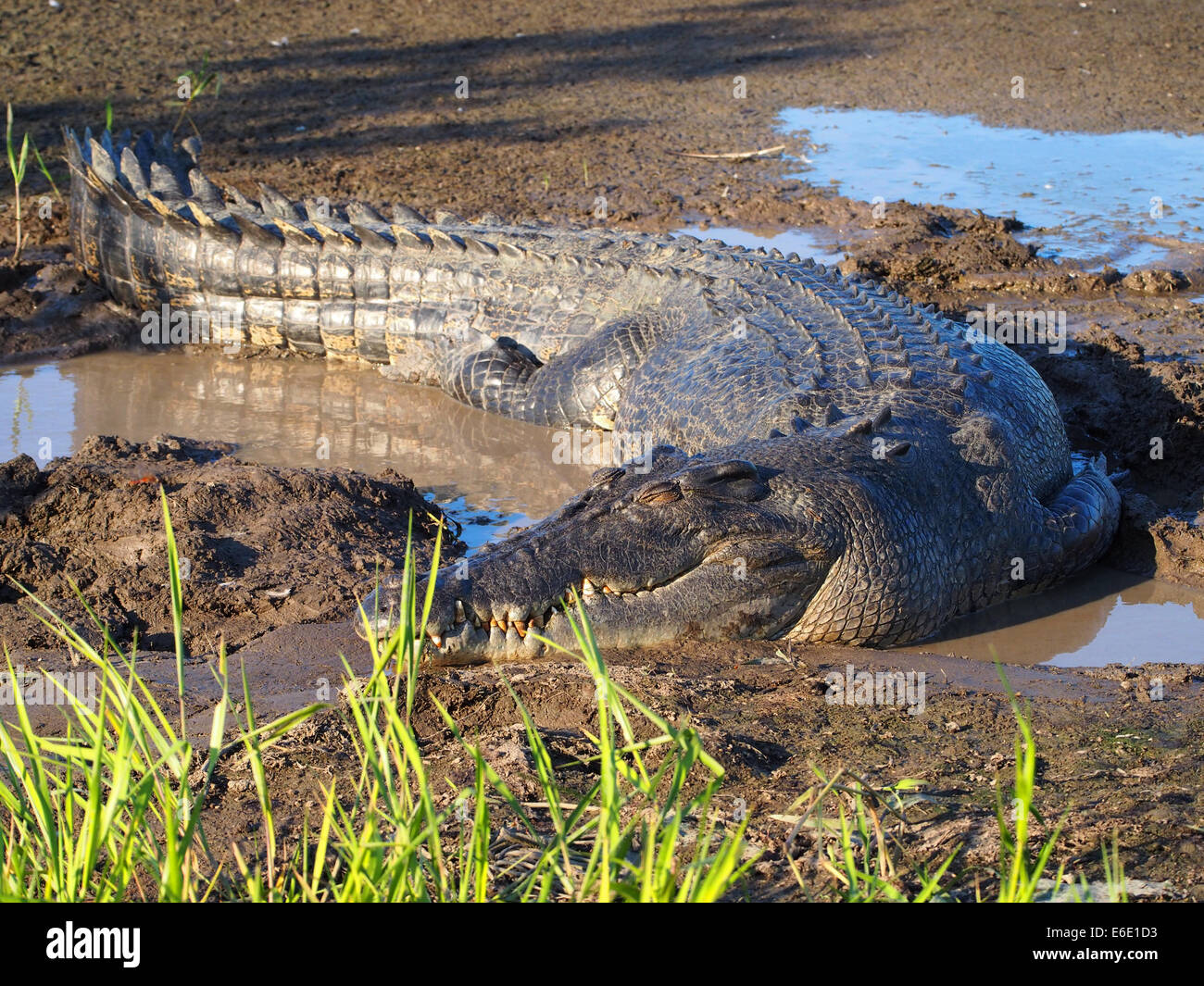 Estuarine saltwater crocodile, Crocodylus porosus Stock Photo